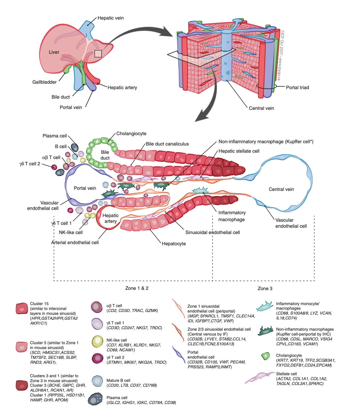 Human Liver Map