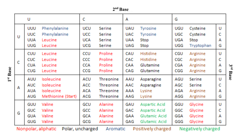 codon table